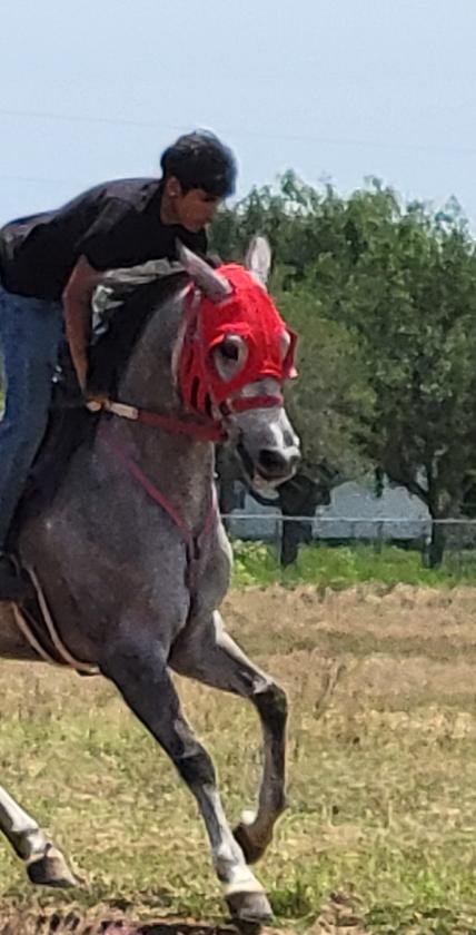 ARABIAN HORSES FOR SALE, SAN ANTONIO TEXAS AREA