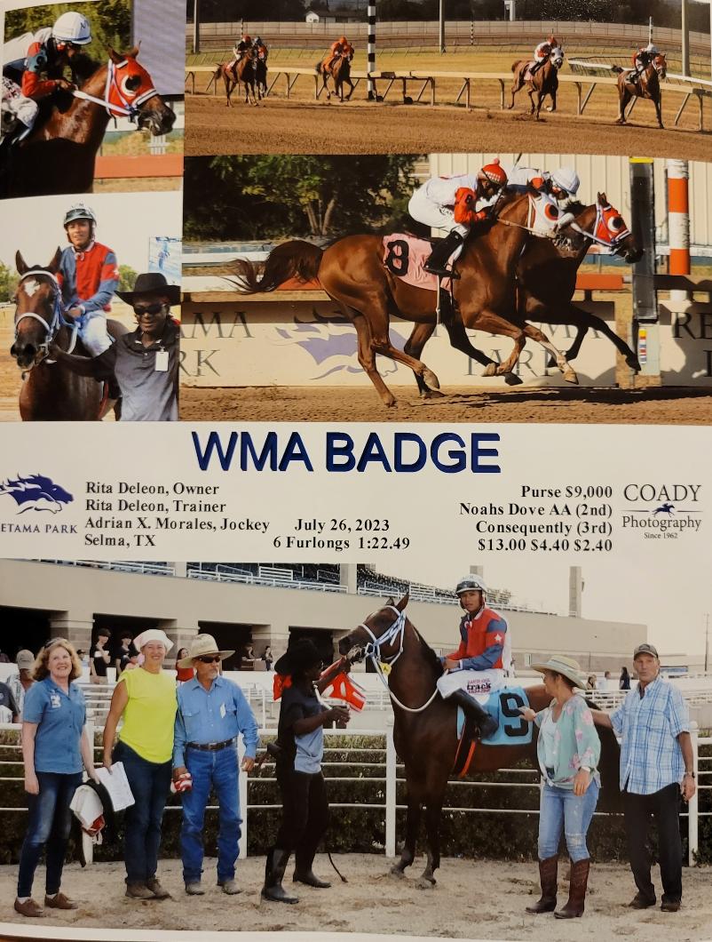 ARABIAN HORSES FOR SALE, SAN ANTONIO TEXAS AREA